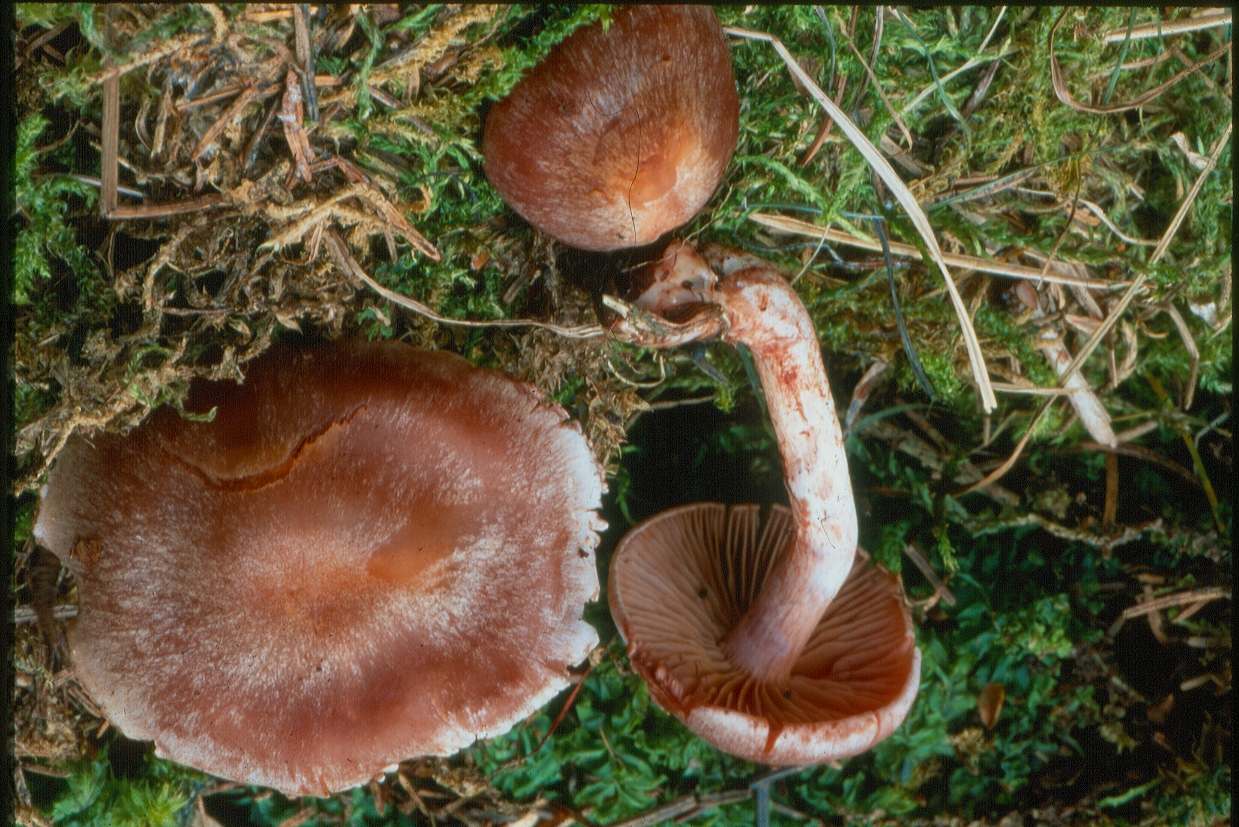 Un Cortinarius facile